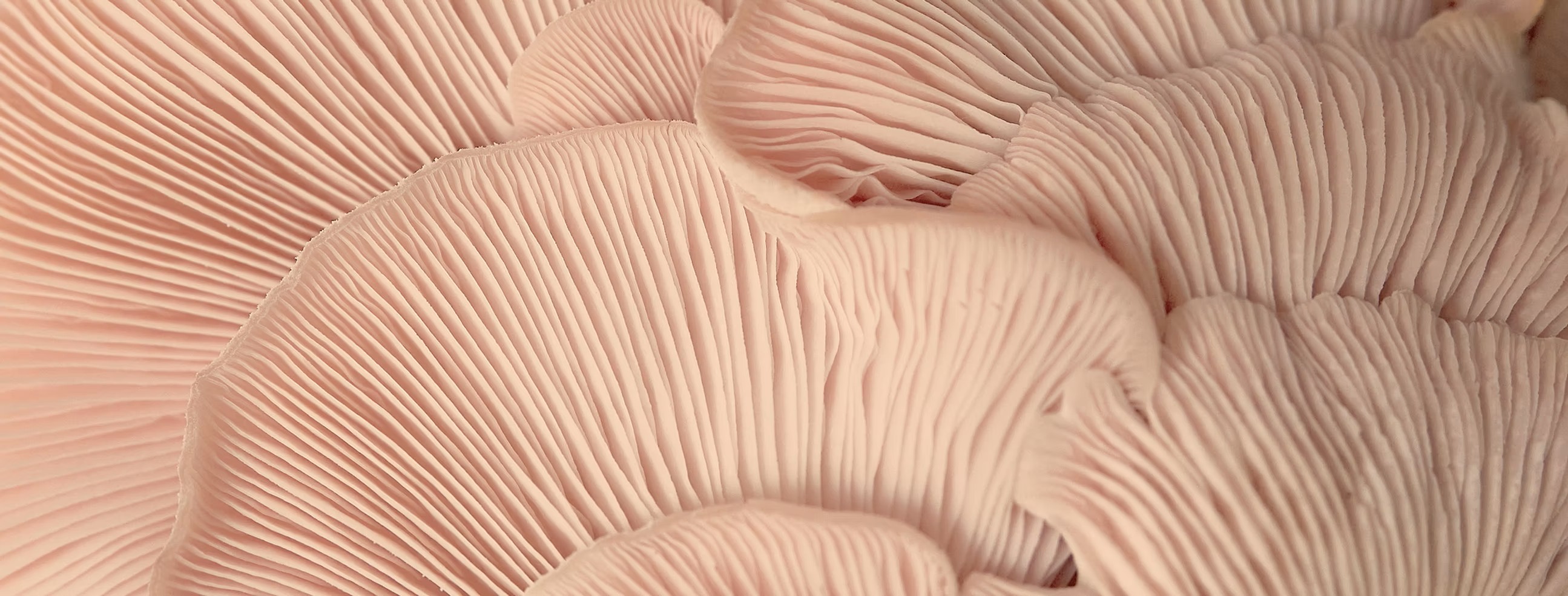 シーズントレンドと研究