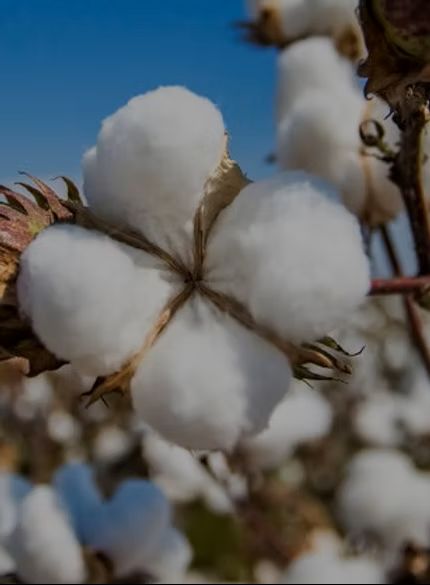 持続可能な素材